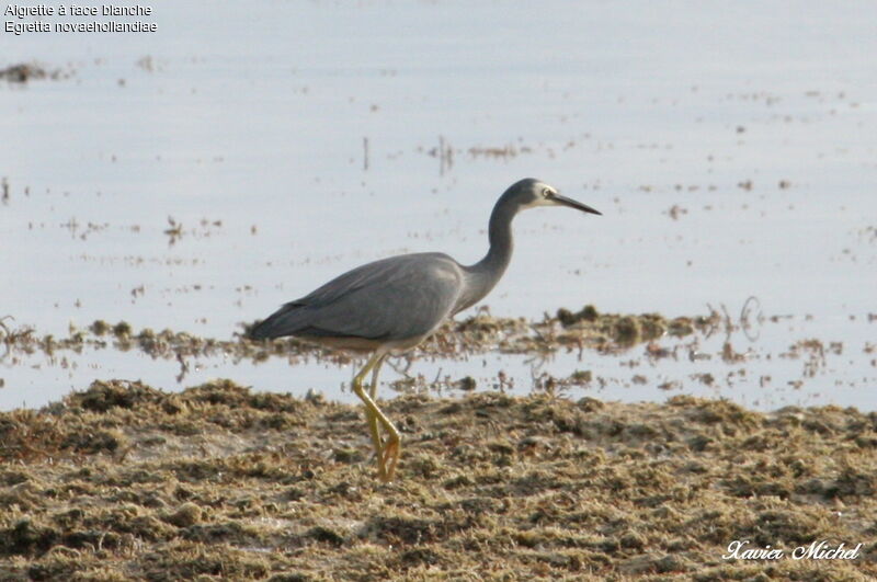 White-faced Heronadult, identification