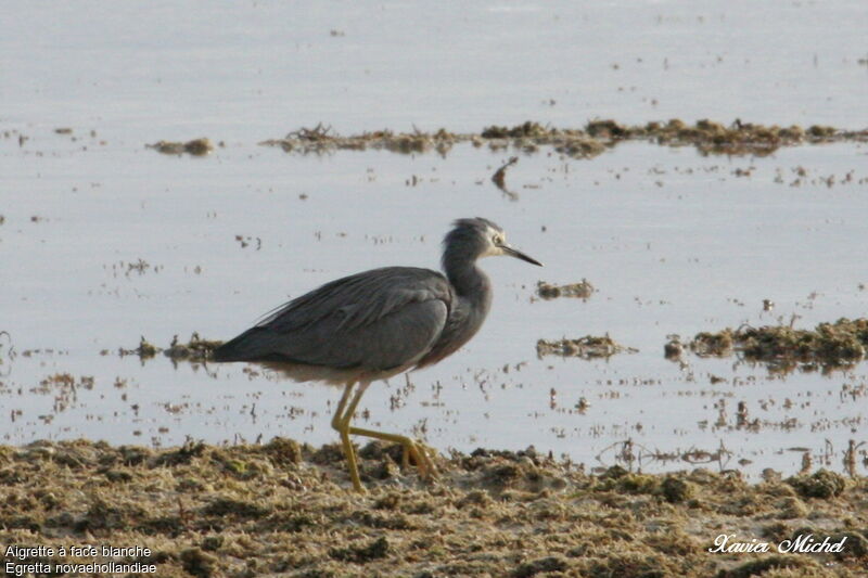 Aigrette à face blancheadulte