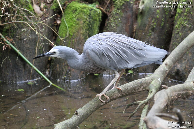 White-faced Heron