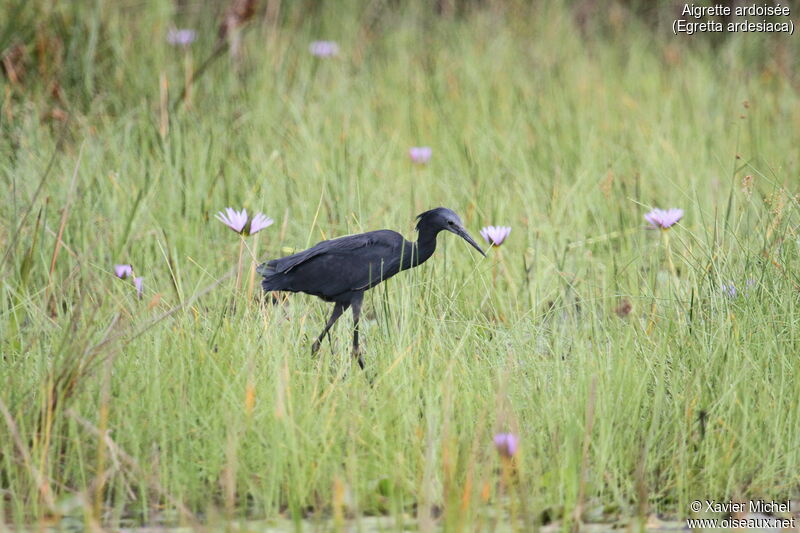 Aigrette ardoiséeadulte