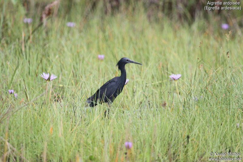 Aigrette ardoiséeadulte