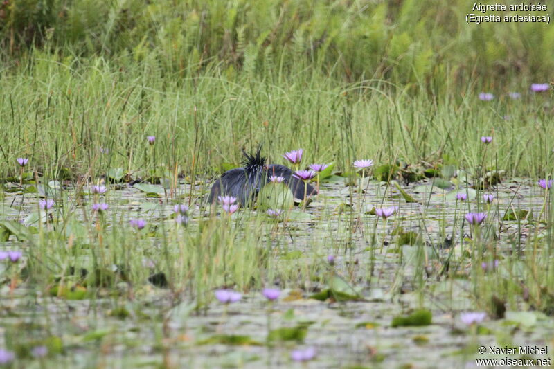 Aigrette ardoiséeadulte, mange