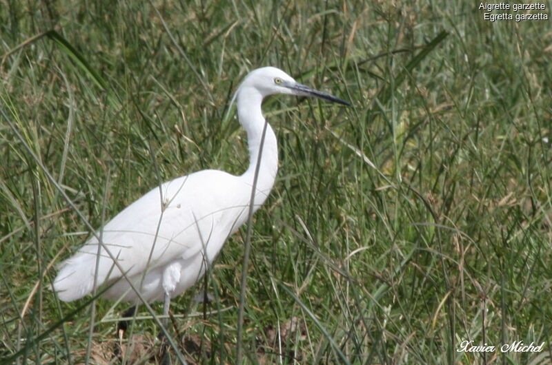 Aigrette garzette