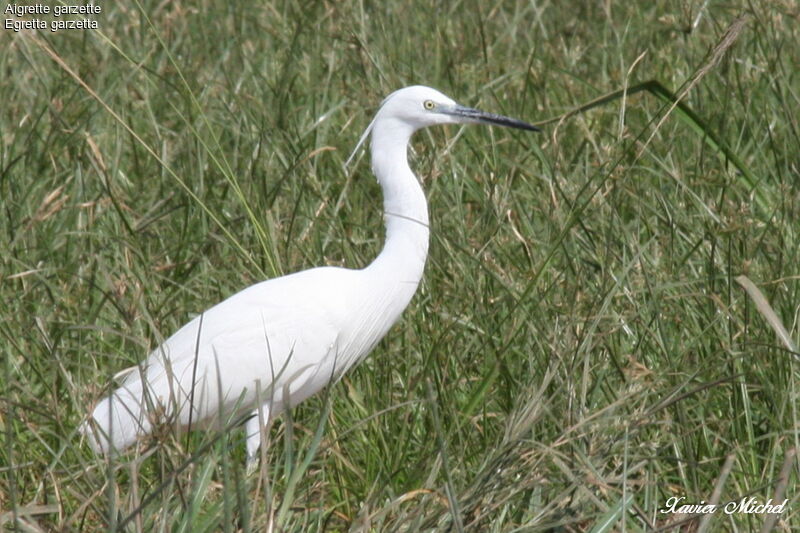 Little Egret