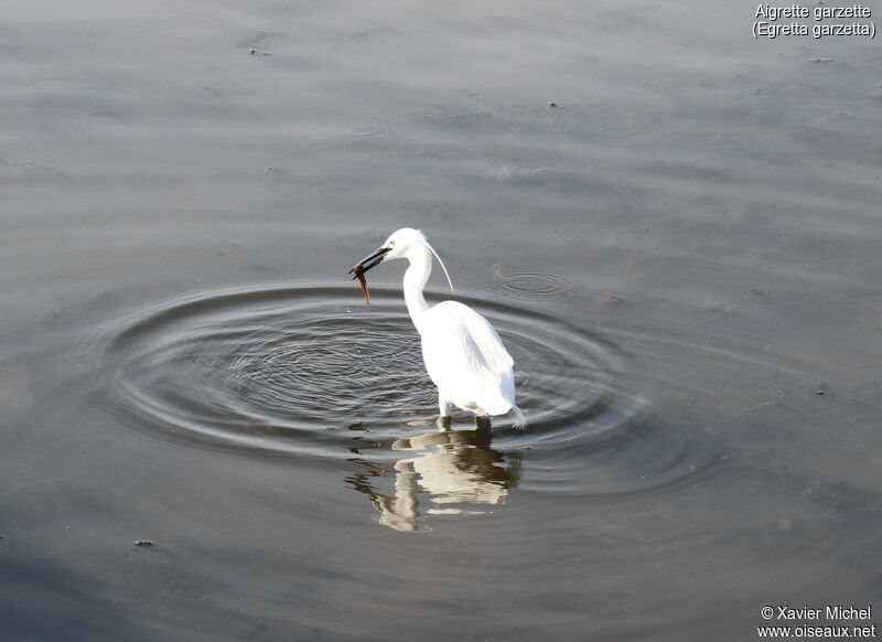 Little Egretadult, feeding habits, eats