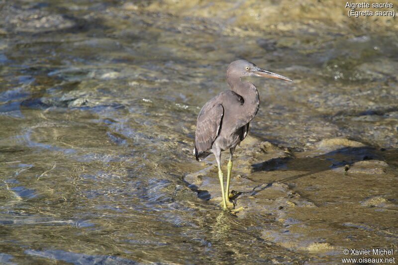 Aigrette sacréeadulte, identification