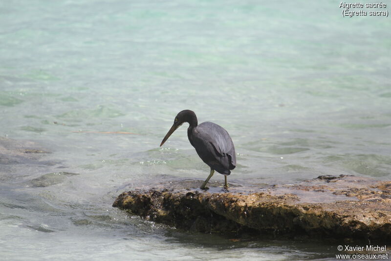 Aigrette sacréeadulte, pêche/chasse