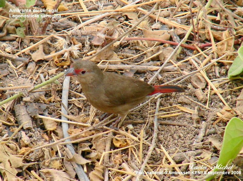 Red-billed Firefinch