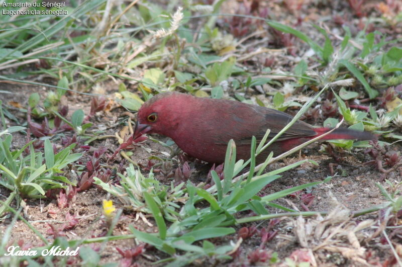 Red-billed Firefinchadult, identification