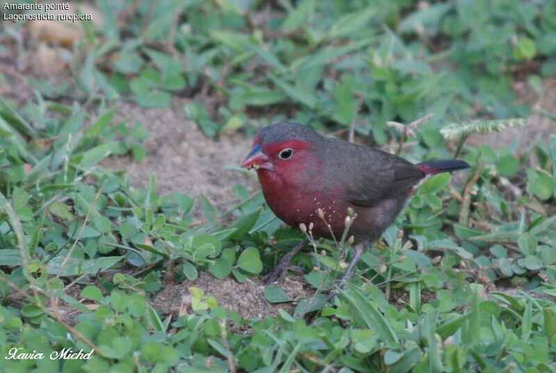 Amarante pointéadulte, identification