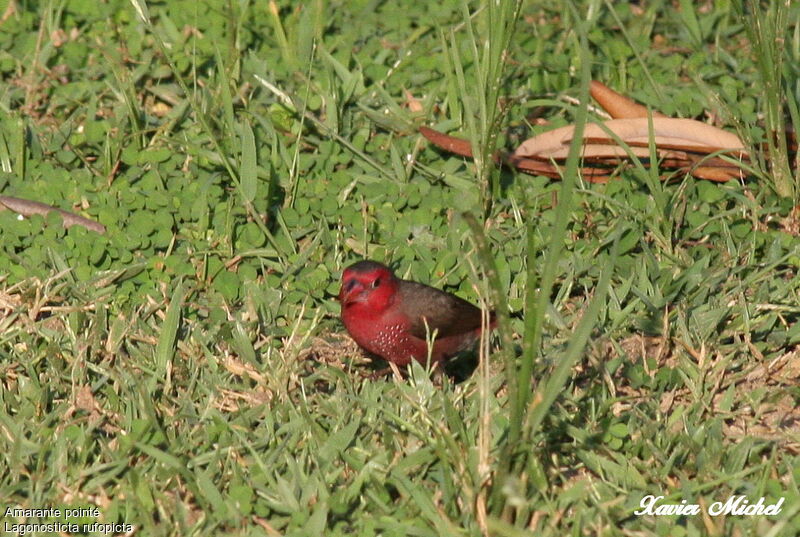 Amarante pointé, identification