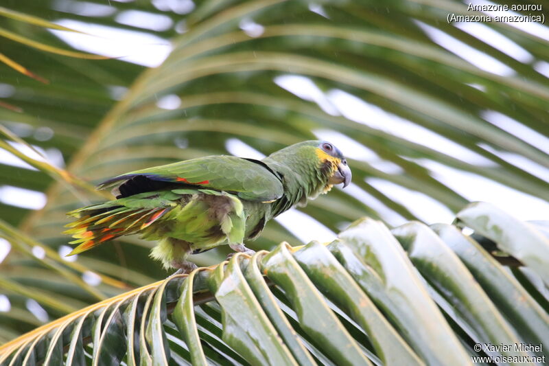 Orange-winged Amazonadult, identification