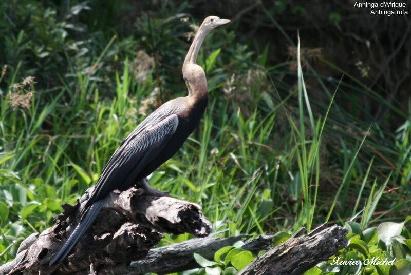 African Darter