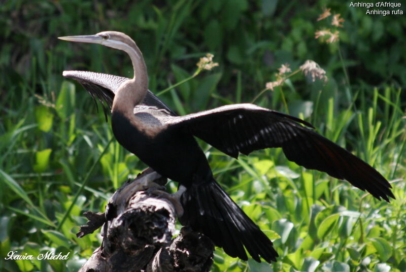 Anhinga d'Afrique