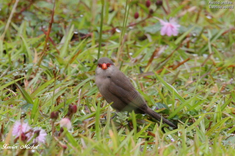 Common Waxbill