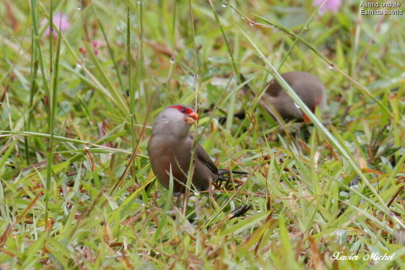 Astrild ondulé, identification