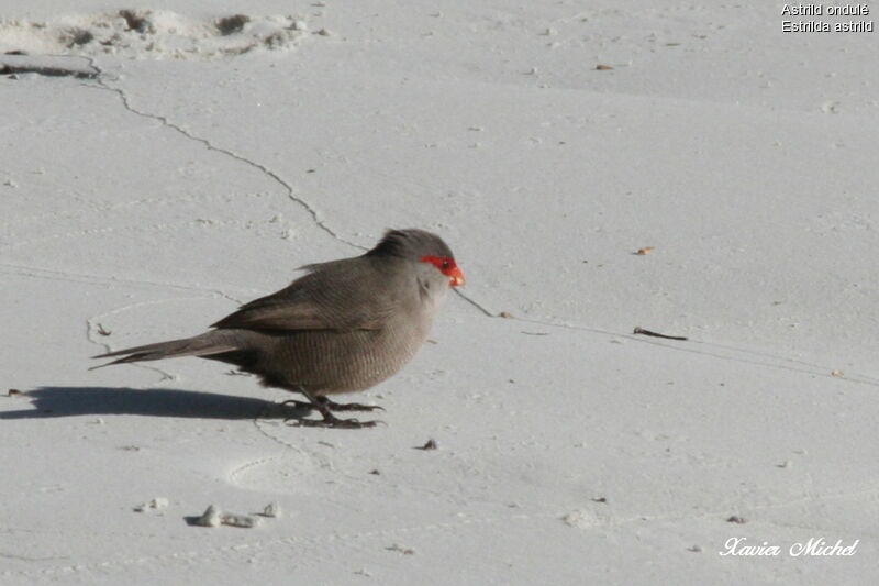 Common Waxbill, identification