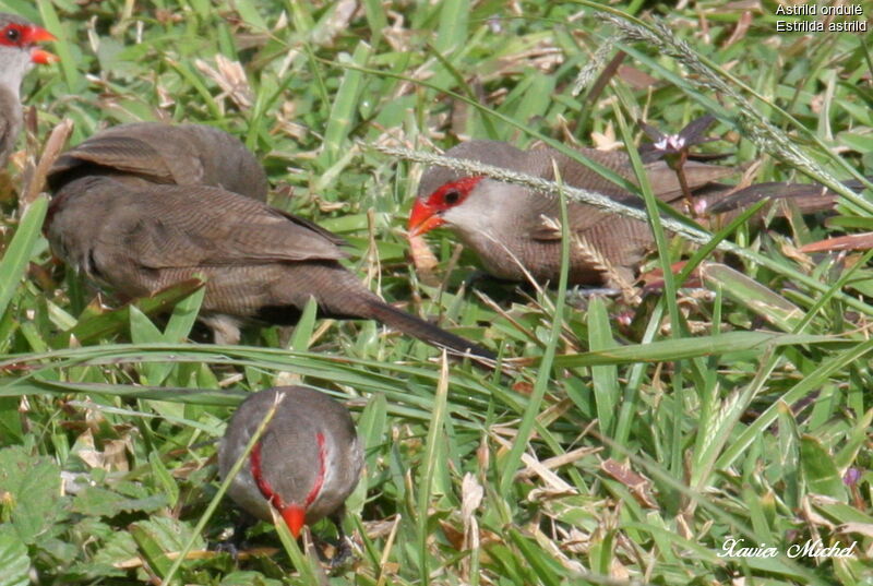 Common Waxbill