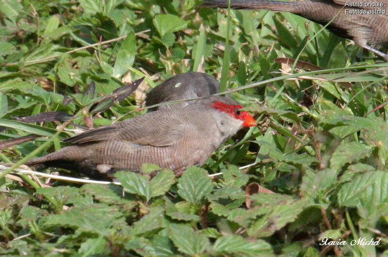 Common Waxbill, identification