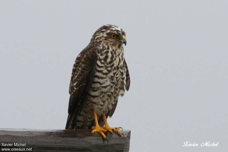 White-bellied Goshawkjuvenile, identification