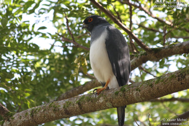 White-bellied Goshawkadult, identification