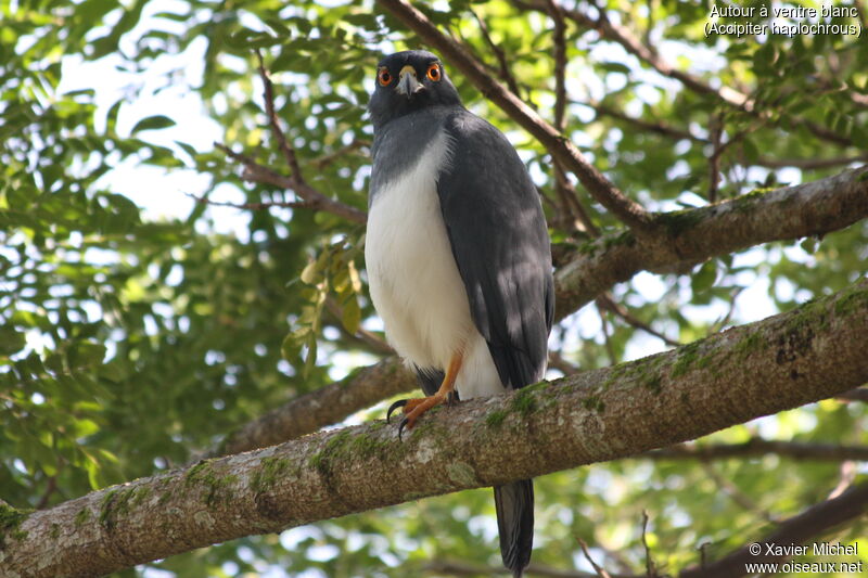 White-bellied Goshawkadult