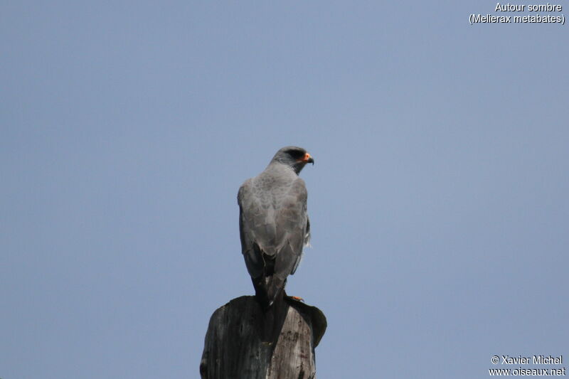 Dark Chanting Goshawk