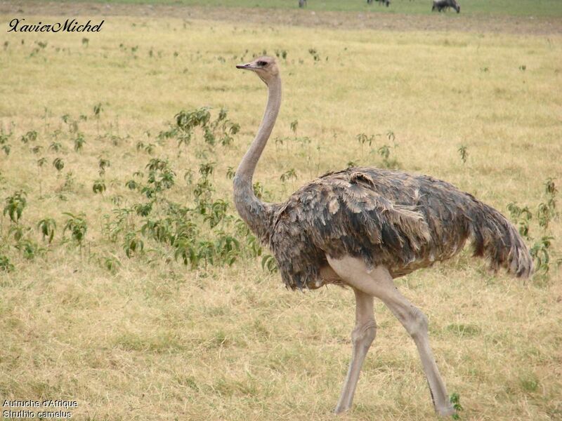 Common Ostrich female