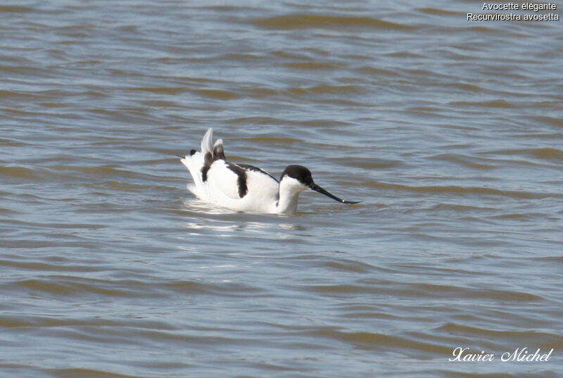 Avocette éléganteadulte, identification