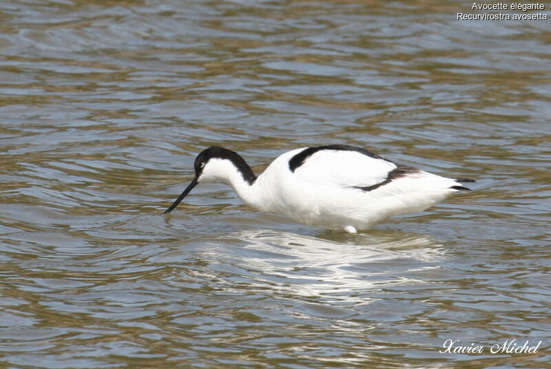 Avocette éléganteadulte, identification