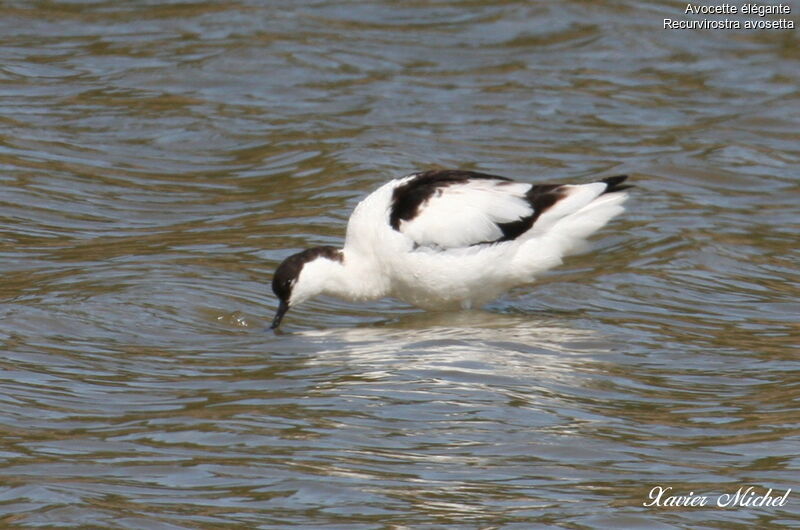 Avocette éléganteadulte