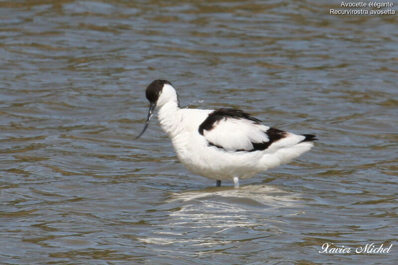 Avocette éléganteadulte