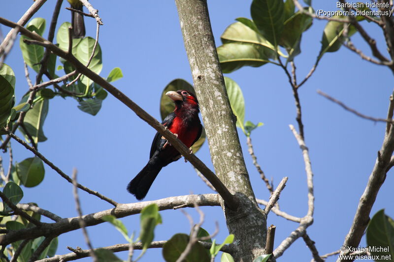 Double-toothed Barbet