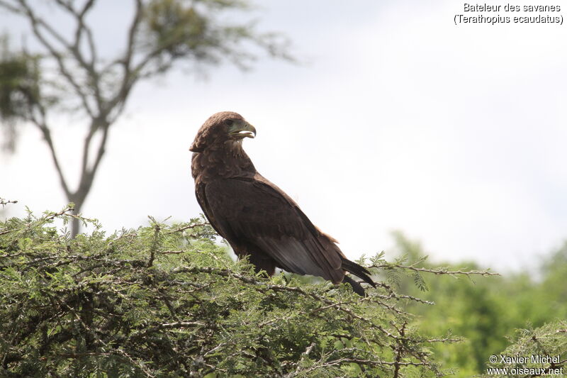 Bateleur des savanesimmature