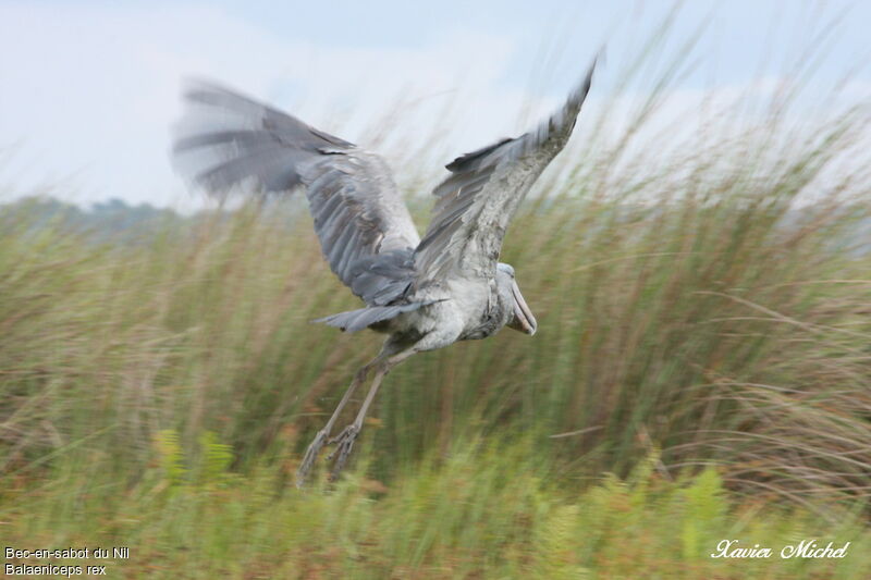 Shoebill, Flight