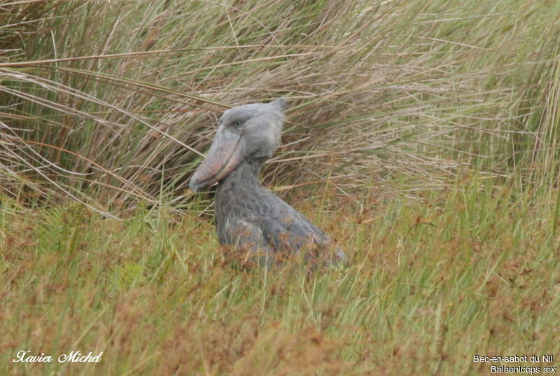 Bec-en-sabot du Nil, identification