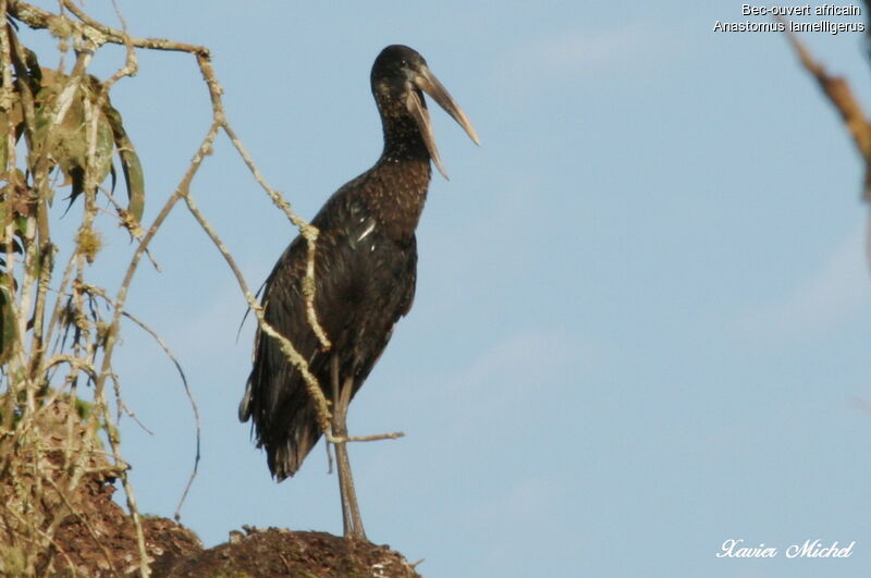 African Openbill