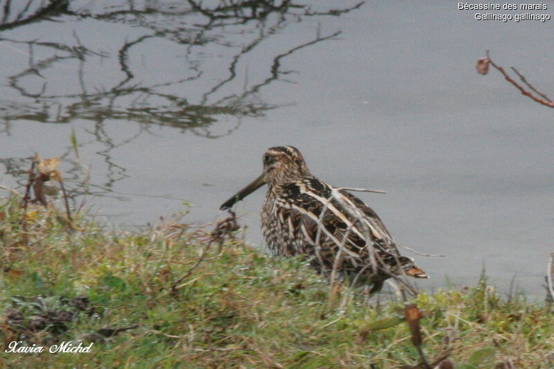 Common Snipe