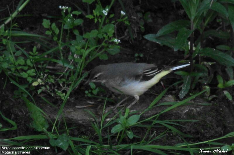 Grey Wagtailadult