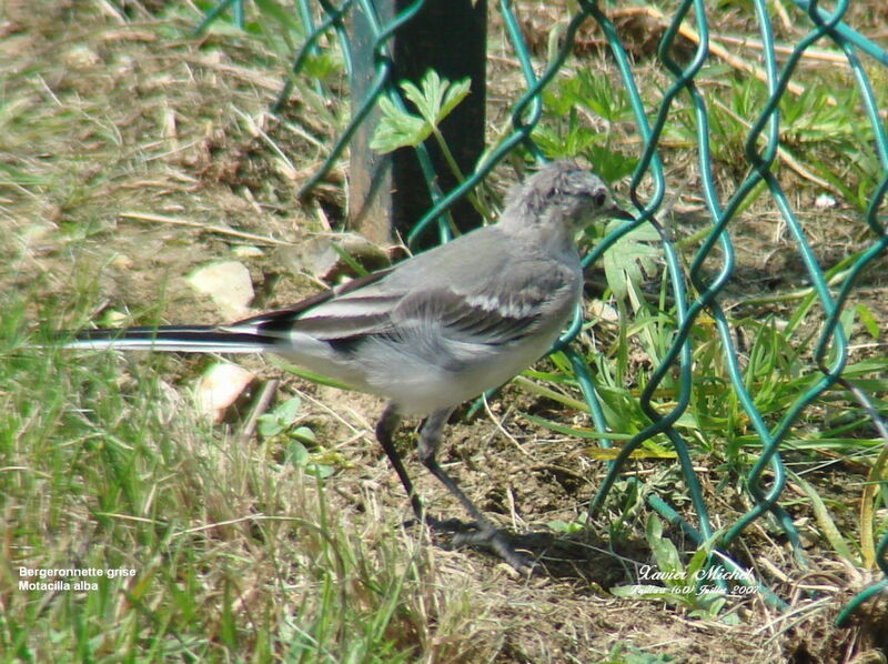 White Wagtail