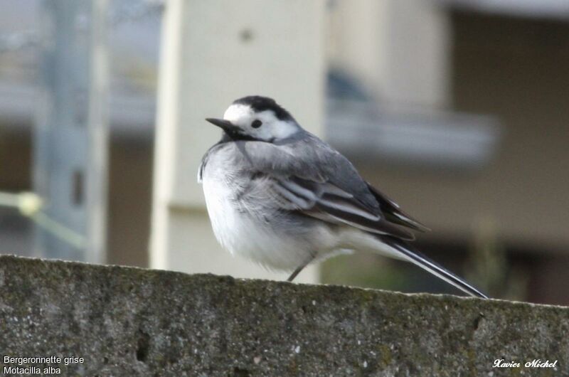 White Wagtailadult