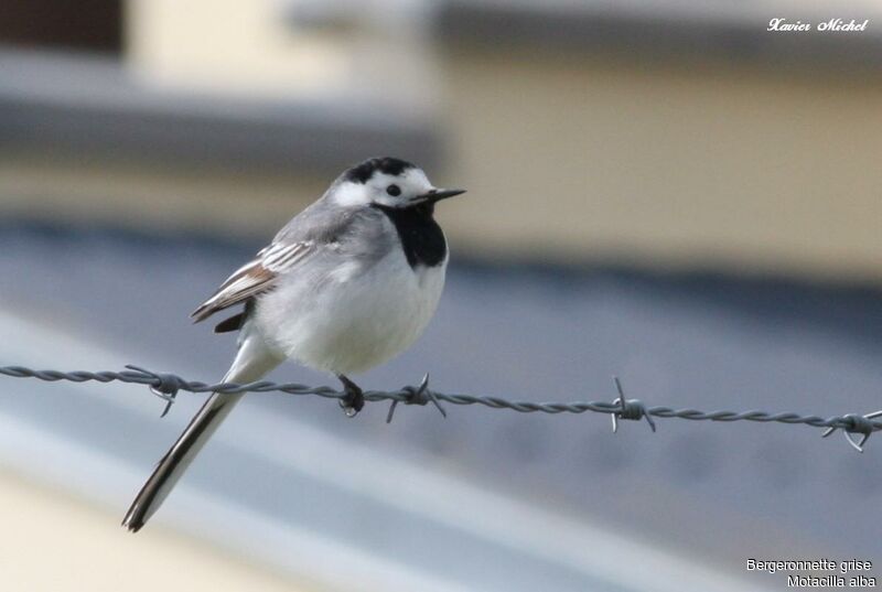 White Wagtailadult