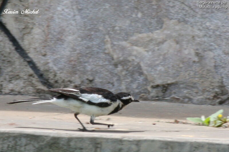 African Pied Wagtail