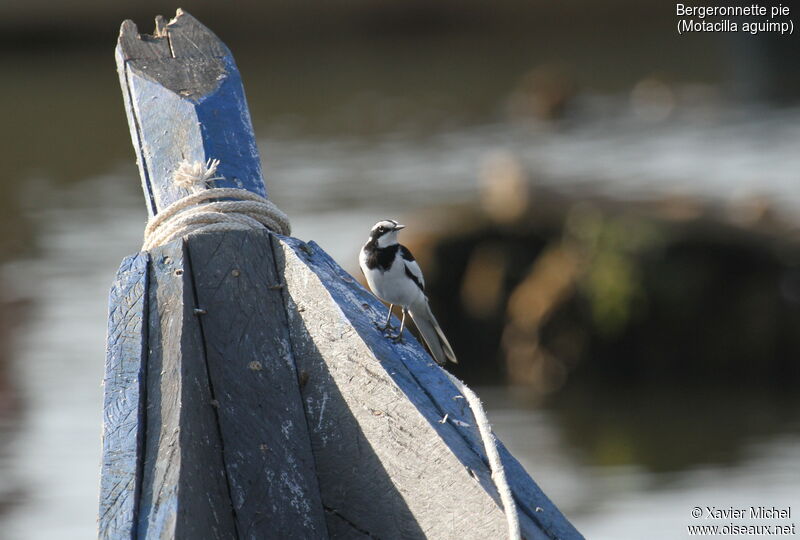 African Pied Wagtailadult