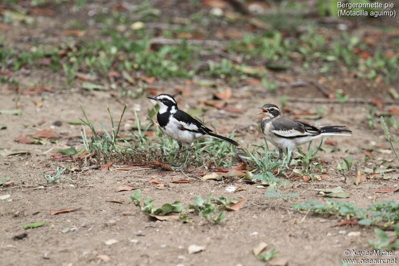 African Pied Wagtail