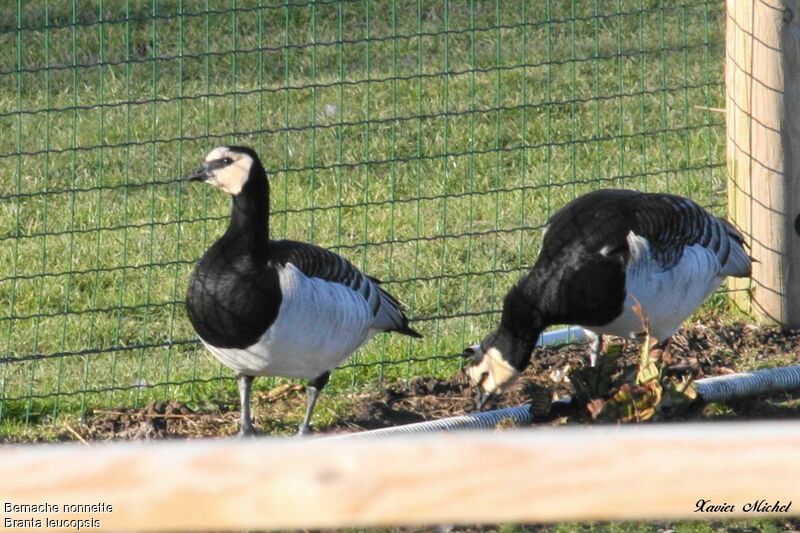 Barnacle Goose