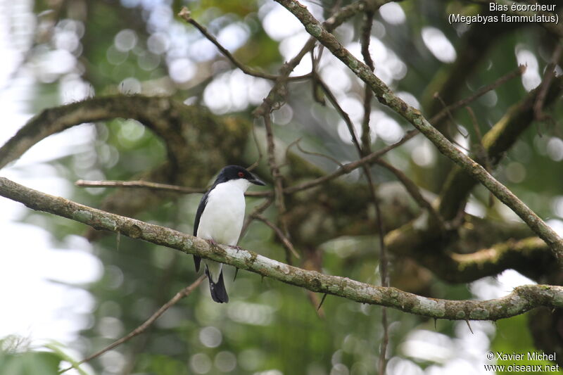 African Shrike-flycatcher male adult, identification