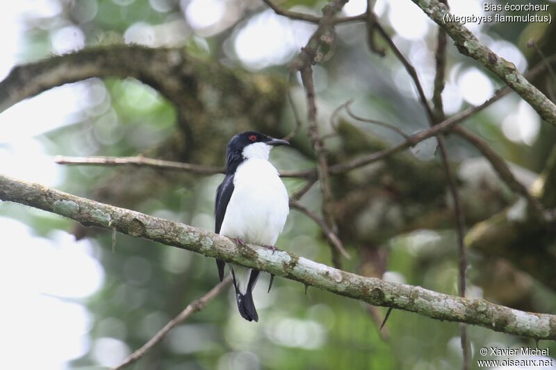 African Shrike-flycatcher male adult