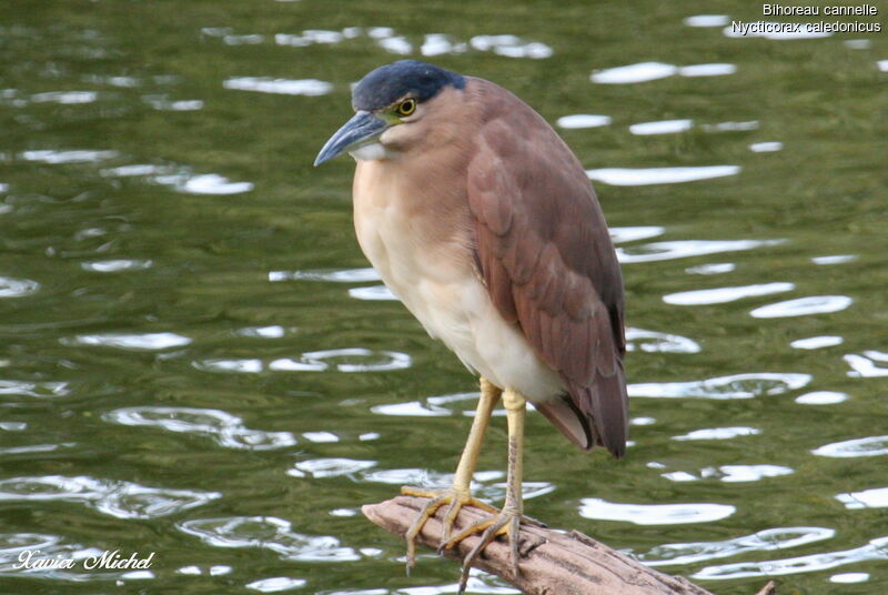 Nankeen Night Heronadult, identification