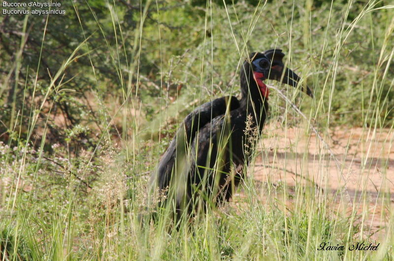 Abyssinian Ground Hornbill male, identification